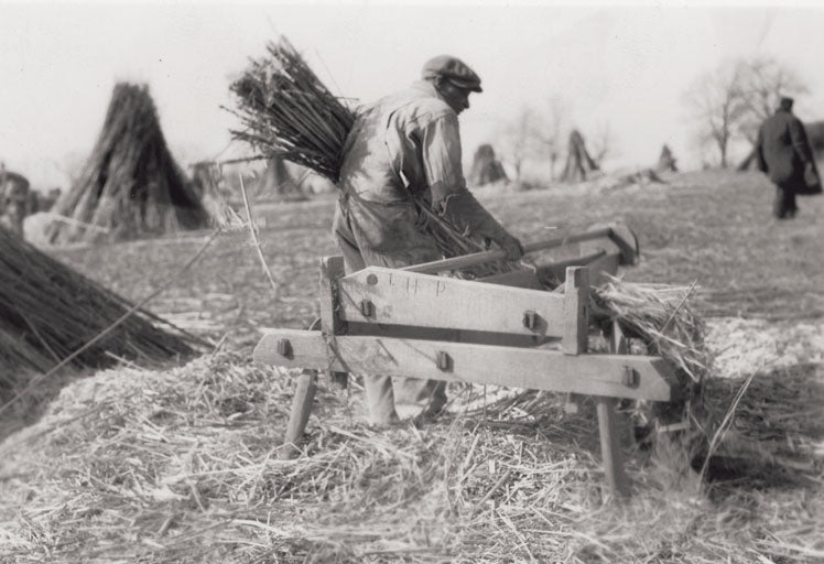 1914: Η καλλιέργεια της ινδικής κάνναβης στη Μαντινεία